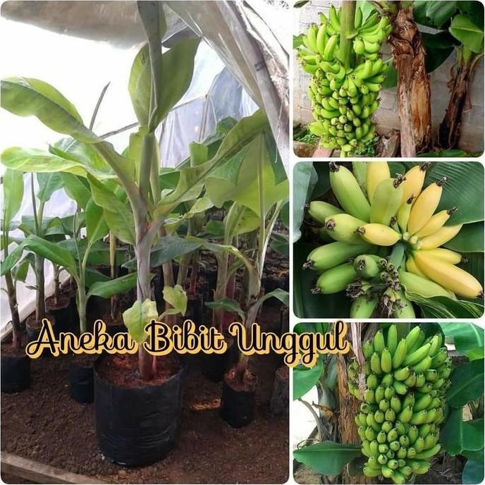COD BIBIT PISANG MOROSEBO POHON PENDEK - Aneka bibit unggul nirna MMZ