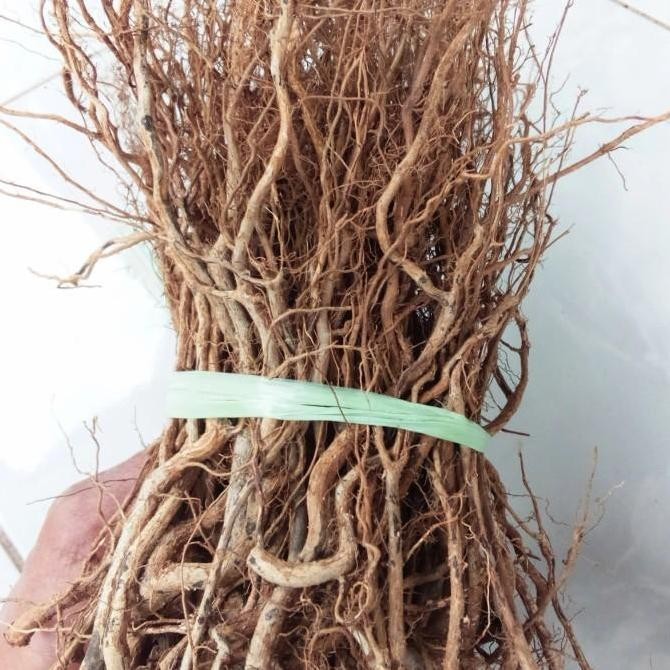 akar kayu senggani aquascape