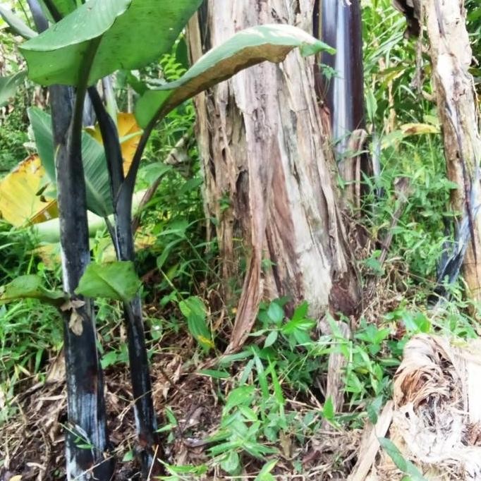 Bibit pisang Manggala hitam/klutuk wulung