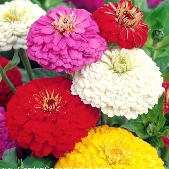 

Biji Benih Bunga ZINNIA ELEGANS Mix Warna Zinia Dahlia Flower