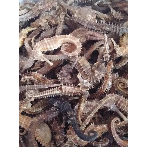 *$*$*$*$] Kuda Laut Kering