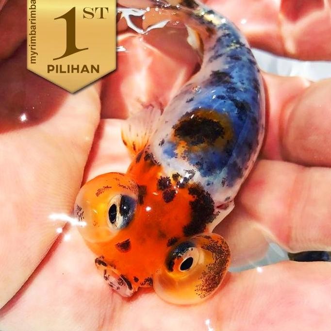 Mas Koki Mata Balon Ikan Hias Hiasan Kolam Aqurarium Tanaman Aquascape