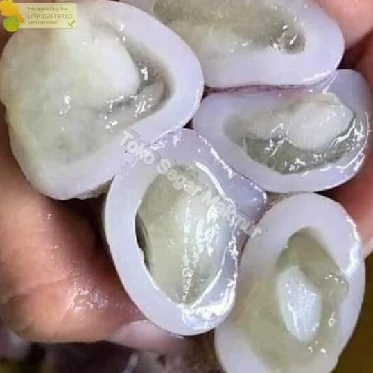 

Produk Baru!! Cumi Telur Segar 1Kg Frozen Seafood Laut Isi Telur Lezat