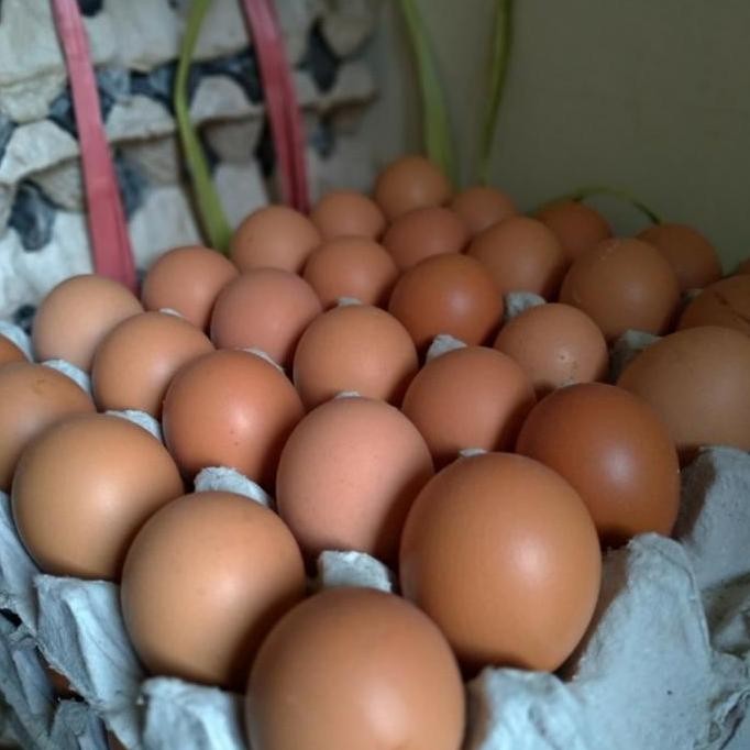 

Produk Baru!! Telur Ayam Negeri Segar Kualitas Premium Fresh Dari Kandang