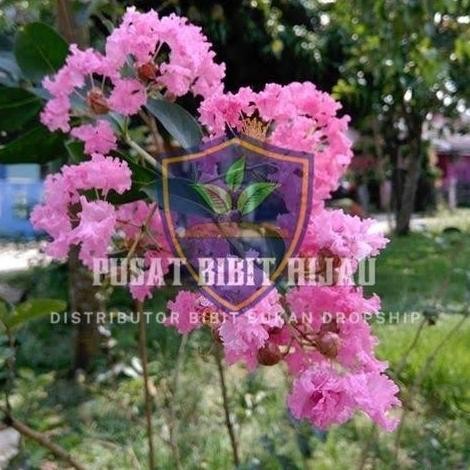 OBRAL Bibit Buah Tanaman Pohon Bunga sakura asli jepang ATZX