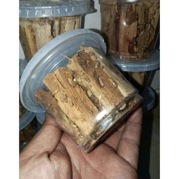 POA PUA  rengas rangas Nugi