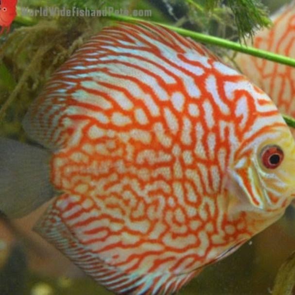 Ikan Discus Pigeon Ikan Hias Aquarium Ikan Aquascape Ikan Discus Original Dan Terpercaya