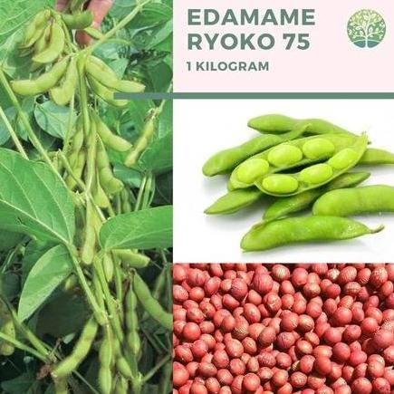 

Super Sale!, Benih Kedelai Edamame, 1 Kg Benih Edamame Ada Sekitar 2500 Butir.
