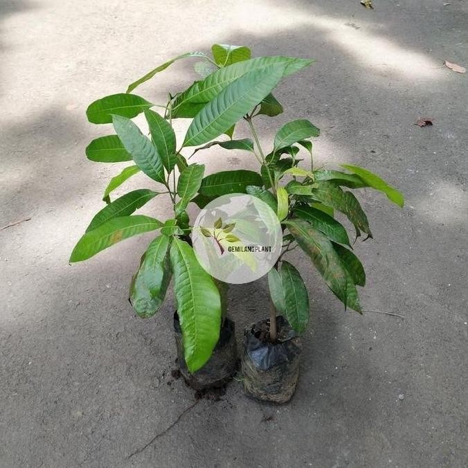 Bibit Pohon Gandaria - Tanaman Gandaria Jatake - Buah Gandaria