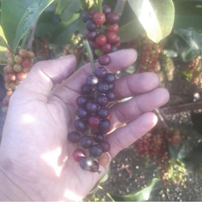 Bibit pohon buah buni/cepat berbuah buni tanaman buah langka