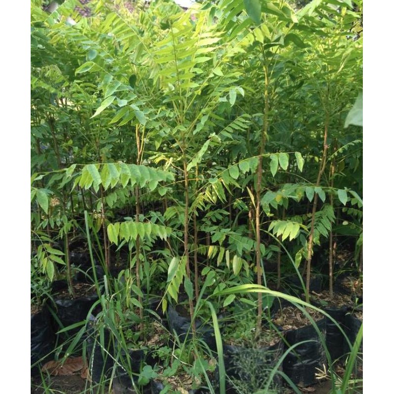 Bibit Pohon Belimbing Wuluh - Tanaman Buah Belimbing Wuluh