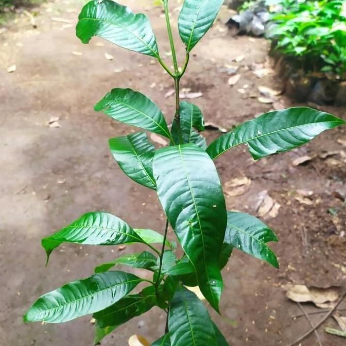 Bibit Tanaman Buah Gandaria Jatake Pohon Buah Gandaria