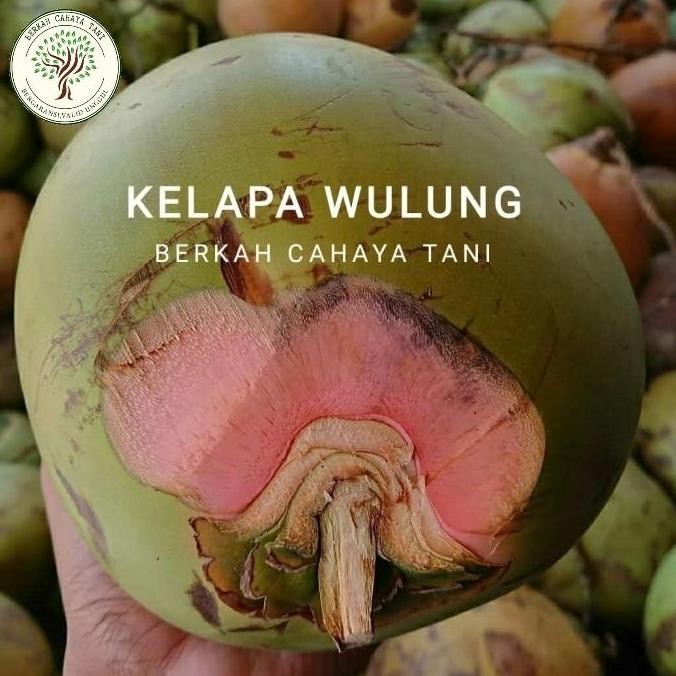 Bibit Tanaman Buah Kelapa Wulung-Bibit Pohon Kelapa Hij Wulung Super