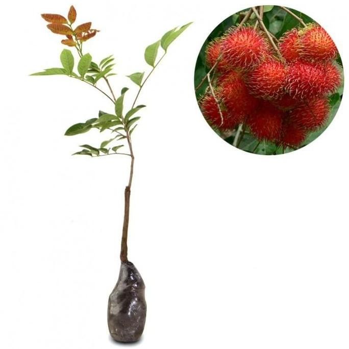 bibit rambutan binjai pohon rambutan bibit buah rambutan binjai