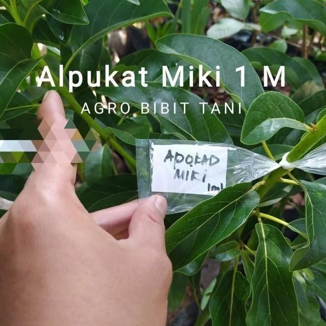Bibit Tanaman Buah Alpukat Miki 1 Meter-Bibit Pohon Alpukat