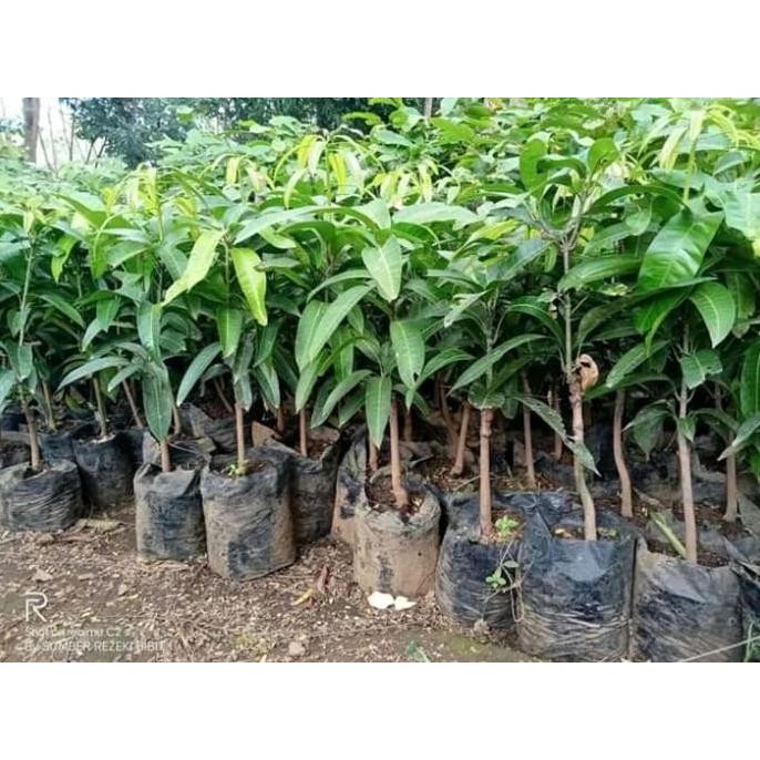 POHON Bibit Mangga Arum pohon tanaman buah di dalam pot