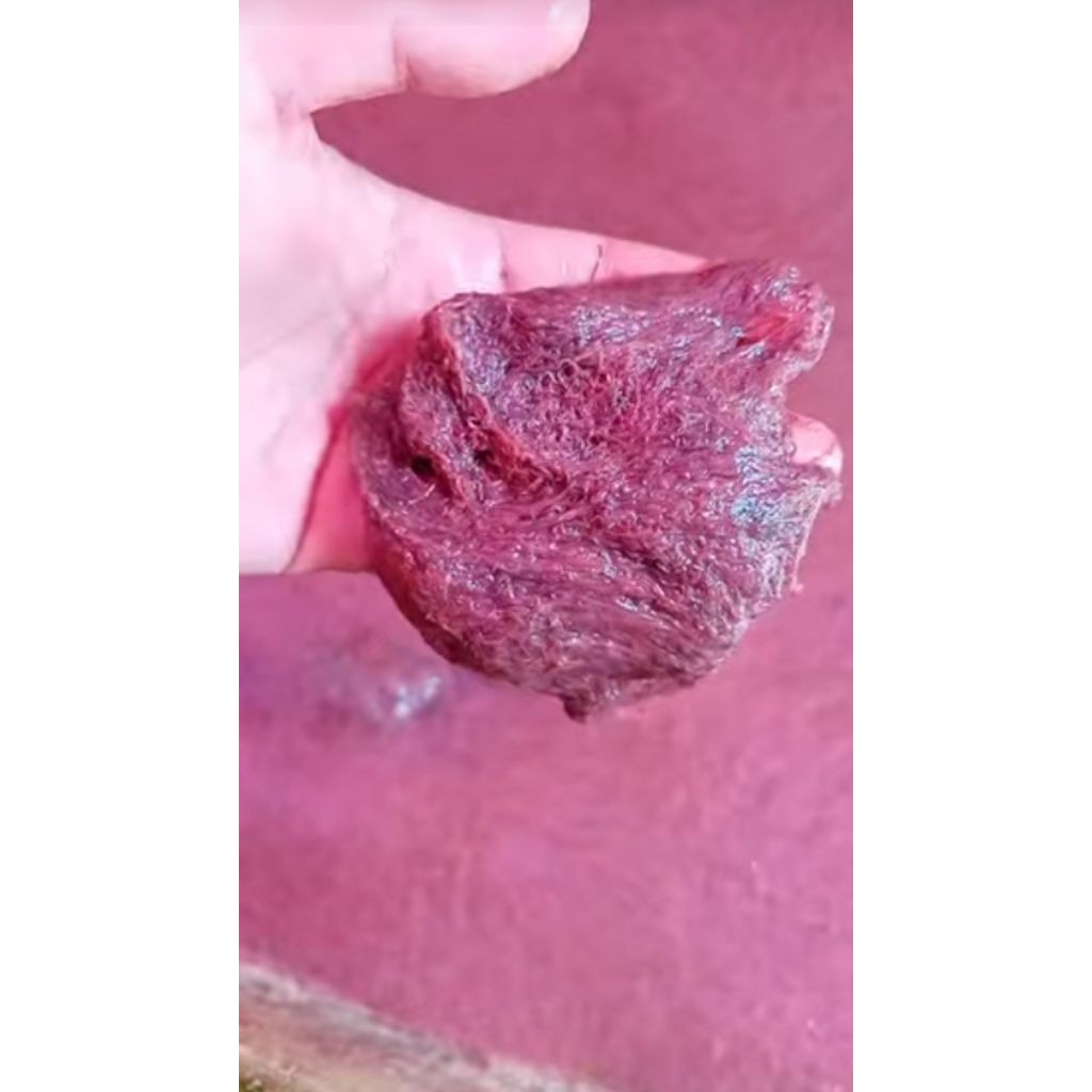 Cacing Sutra Hidup Fresh - Pakan Ikan Hias & Beby Ikan