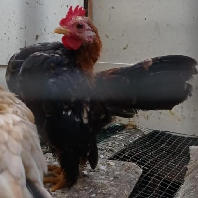 

Terlaris | Terbaru | Best Seller | Termurah Ayam Serama Asli Tipe Selam Ideal Terah Kontes Hiasan Halaman Rumah Original | High Quality | Berkualitas