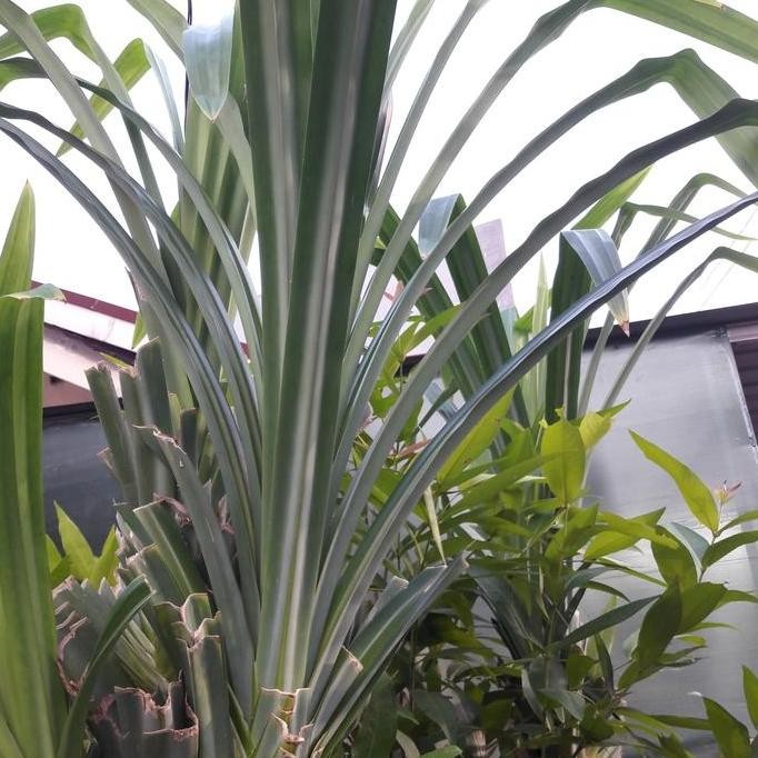 TERBARU - Bibit Pandan Bacang & Lemper - Daun Lebar