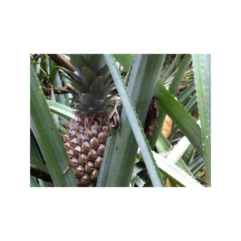 

[]COD[] __ [1biji]nanas muda fresh langsung dari kebun