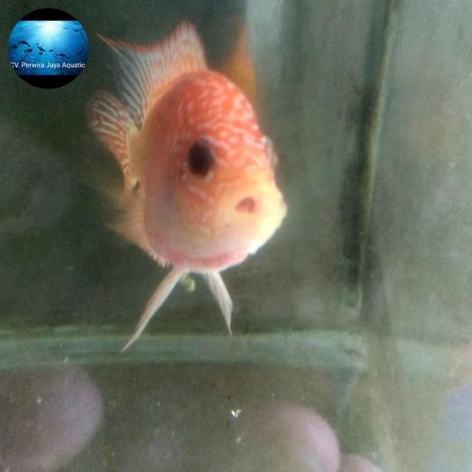 Golden Base Kamfa Louhan Kualitas Mewah Dan Istimewa Co