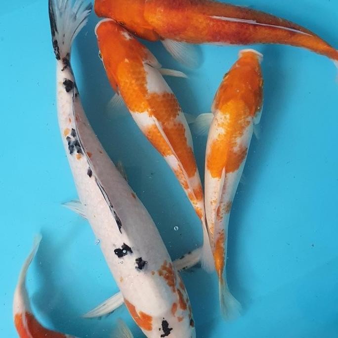 Paket Ikan Koi Blitar 5 Ekor Co