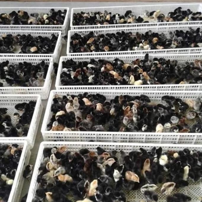 

Doc Anak Ayam Kampung KUB 1 Box