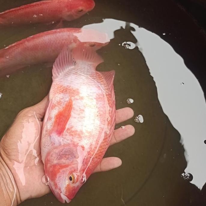 indukan nila Bangkok perpaket jantan dan betina