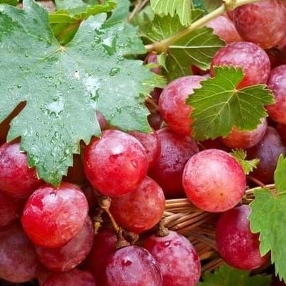 

Bibit Anggur Merah Asli