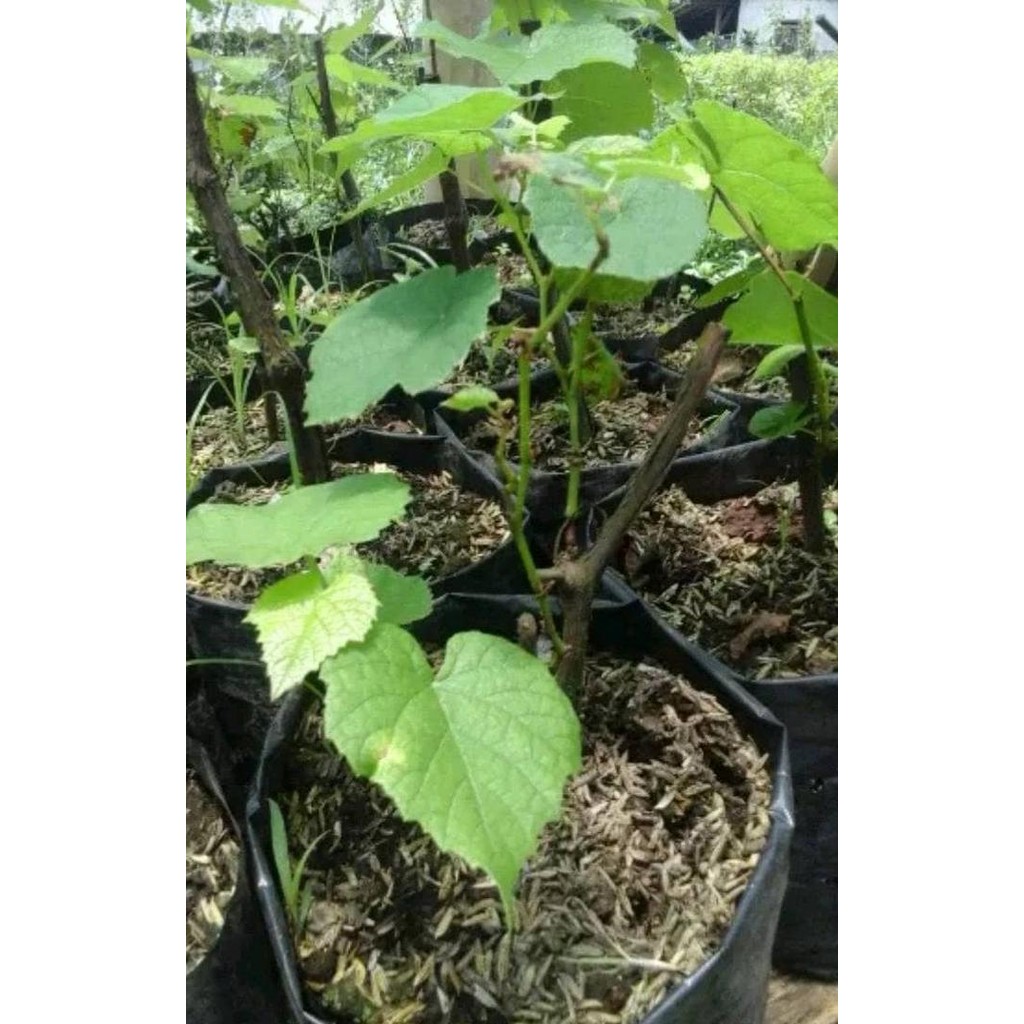 Bibit anggur hijau / pohon anggur hijau