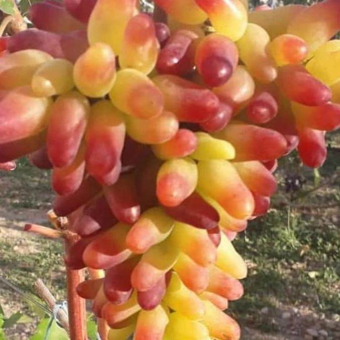 BIBIT ANGGUR IMPORT CARNIVAL (stek batang)