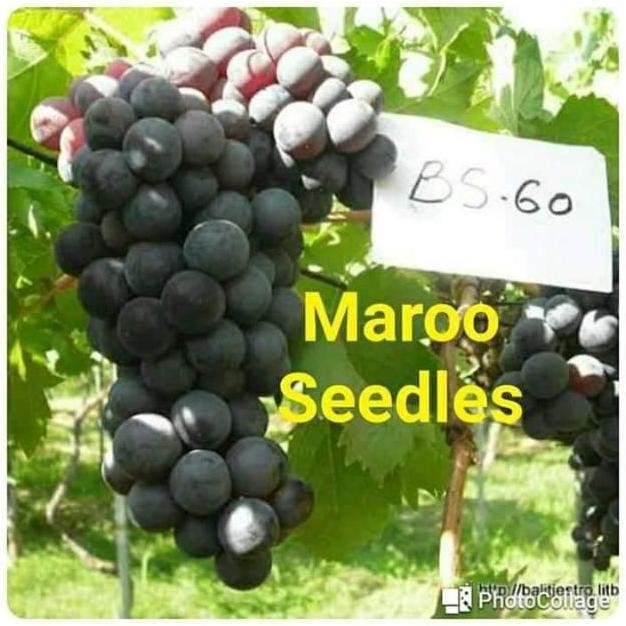 

BIBIT ANGGUR MARO SEDLEES (TANPA BIJI)