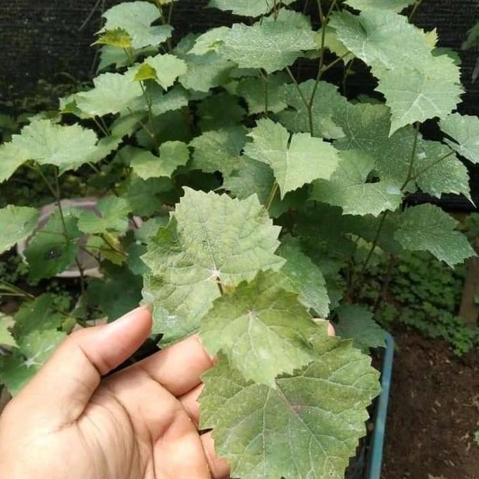 bibit anggur rootstock freedom