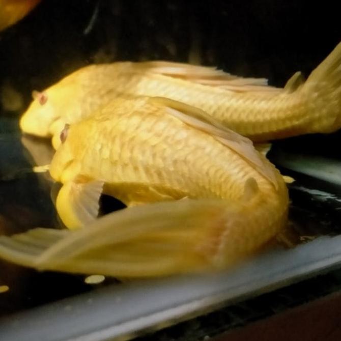 Ikan Hias Sapu Sapu Albino Pembersih Lumut Kaca Aquarium Size Sedang