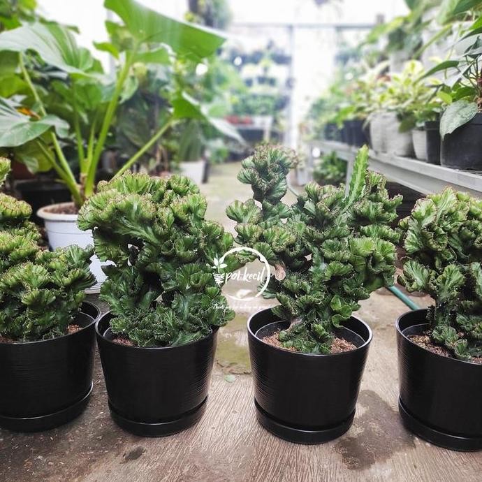 Ready Kaktus Euphorbia Lactea Cristata / Cactus Euphorbia / Kaktus Karang