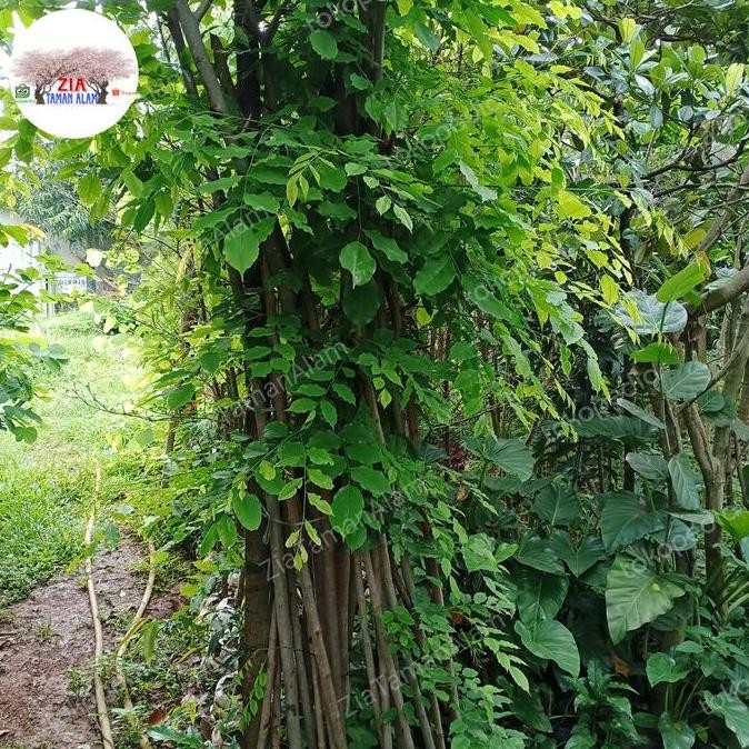 Ready Pohon peneduh Angsana tinggi 2meter