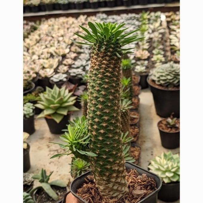 Ready Euphorbia Kirin
