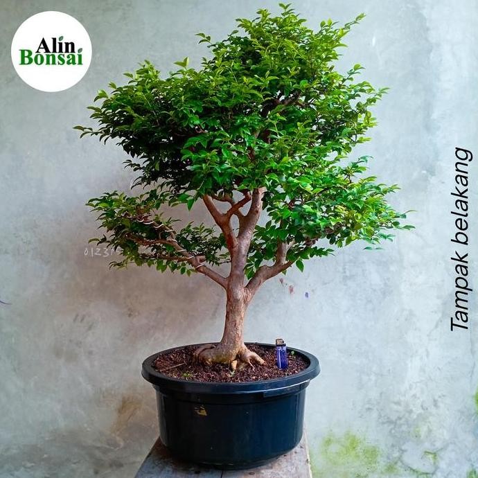 Ready bonsai anggur brazil / kupa landak, bahan bonsai anggur brazil