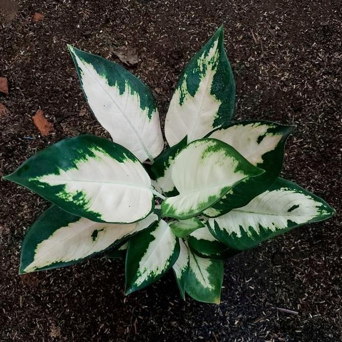 Ready Aglonema Kochin Escada