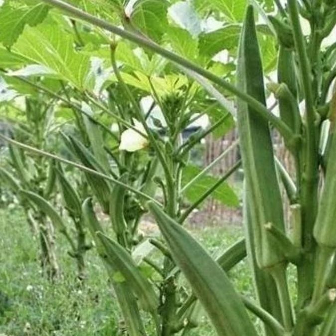 bibit pohon buah okra hij BISA COD