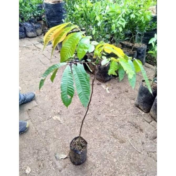 Bibit Tanaman Buah Matoa Unggul Pohon Buah Matoa Unggul a BISA COD