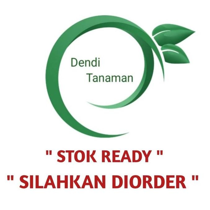 Bibit Pohon Anggur Hij Yellow Belgia Super / Buah Anggur Stek Batang BISA COD