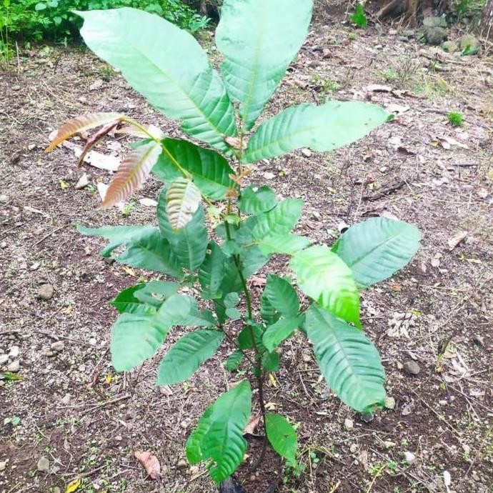 Bibit Tanaman Buah Matoa Pohon Buah Matoa a BISA COD