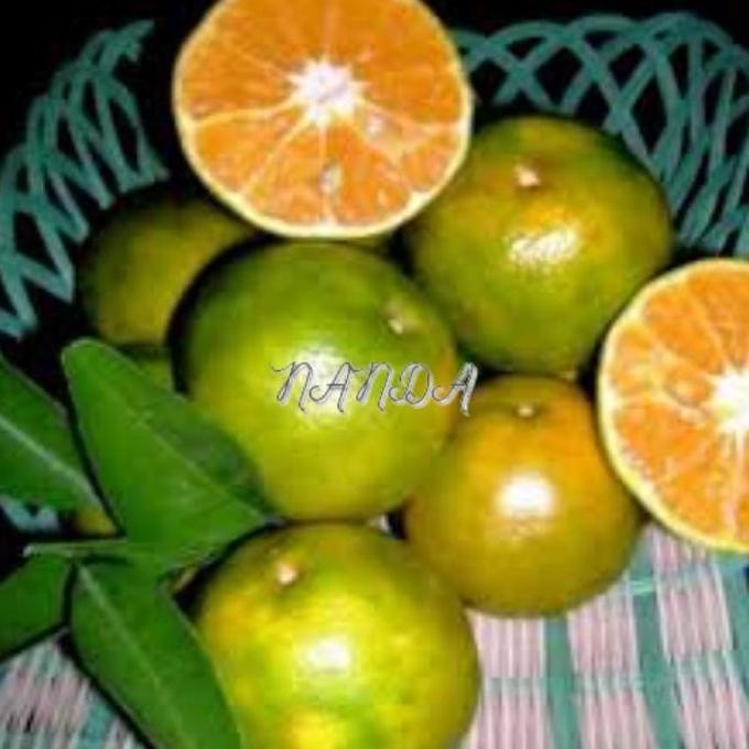 

Bibit Tanaman Buah Jeruk Cokun Super Genjah Unggul Pohon Buah BISA COD