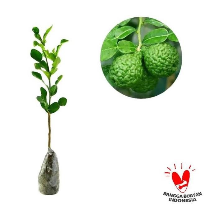 POHON Bibit Jeruk Purut bumbu masak tanaman buah hidup siap tanam BISA COD