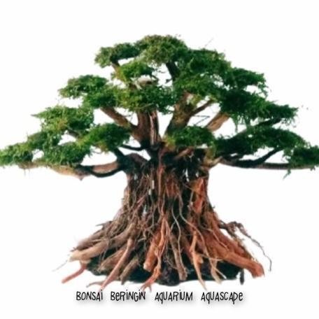 AL Hiasan Aquarium Pohon Bonsai Aquascape Siap Pakai