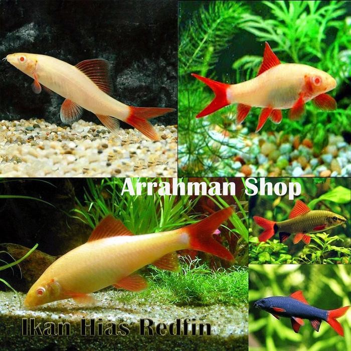 AL Ikan Hias redfin albino - Redfin Shark Red Tail Black hiasan Aquarium