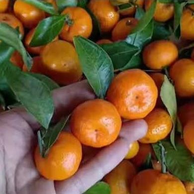 Bibit tanaman jeruk santang madu ASLI okulasi/cangkok Cepat berbuah cangkok ASLI Nugi