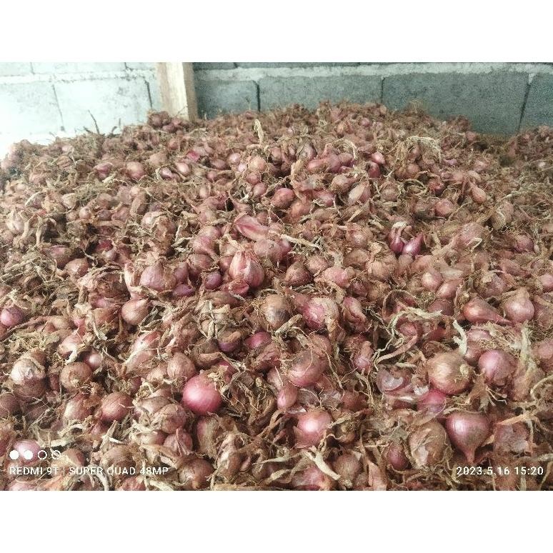 Bibit bawang merah siap tanam varietas bali karet/batu ijo 1kg Nugi
