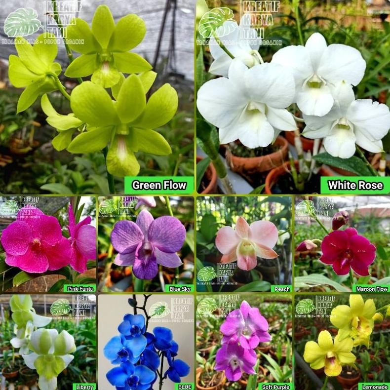 Anggrek dendrobium jumbo - Anggrek Dendrobium ukuran jumbo Nugi